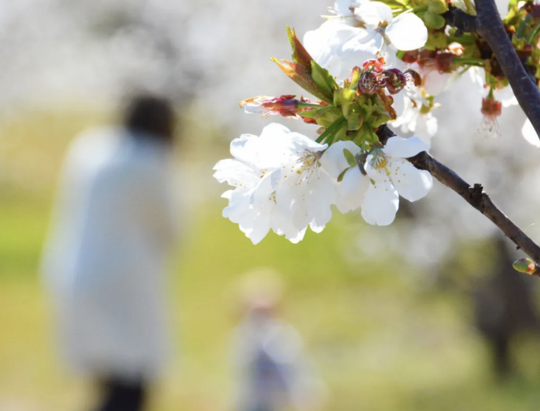 Passejades entre els cirerers en flor de Sant Climent