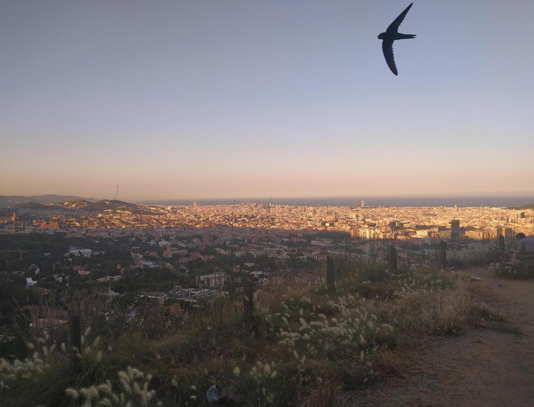 Un capvespre a Sant Pere Màrtir