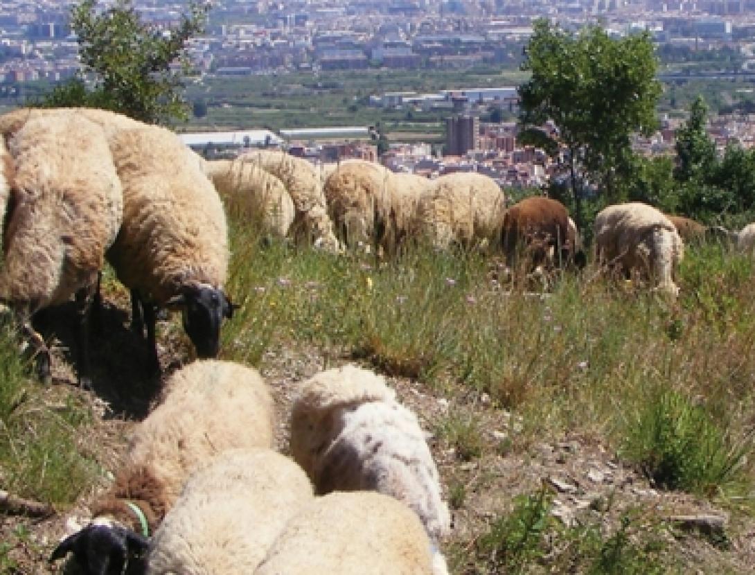 cartell anem a pasturar-1_1.jpg