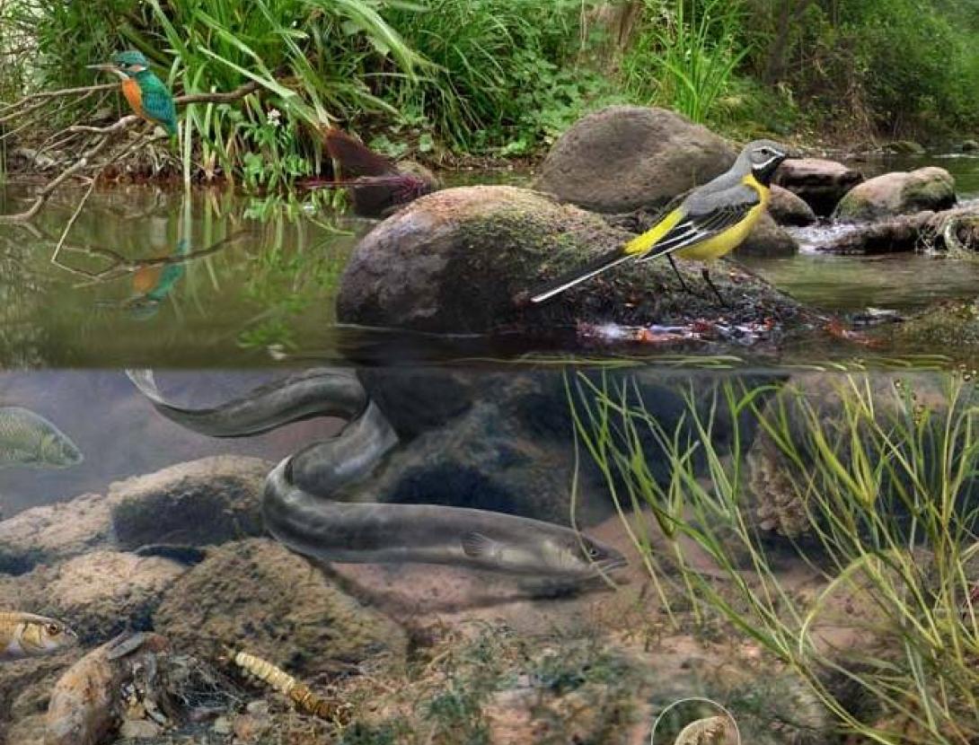 Inspecció del riu Anoia a Martorell