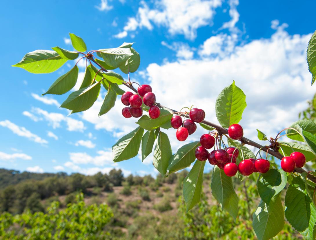 cireres sant climent.jpg