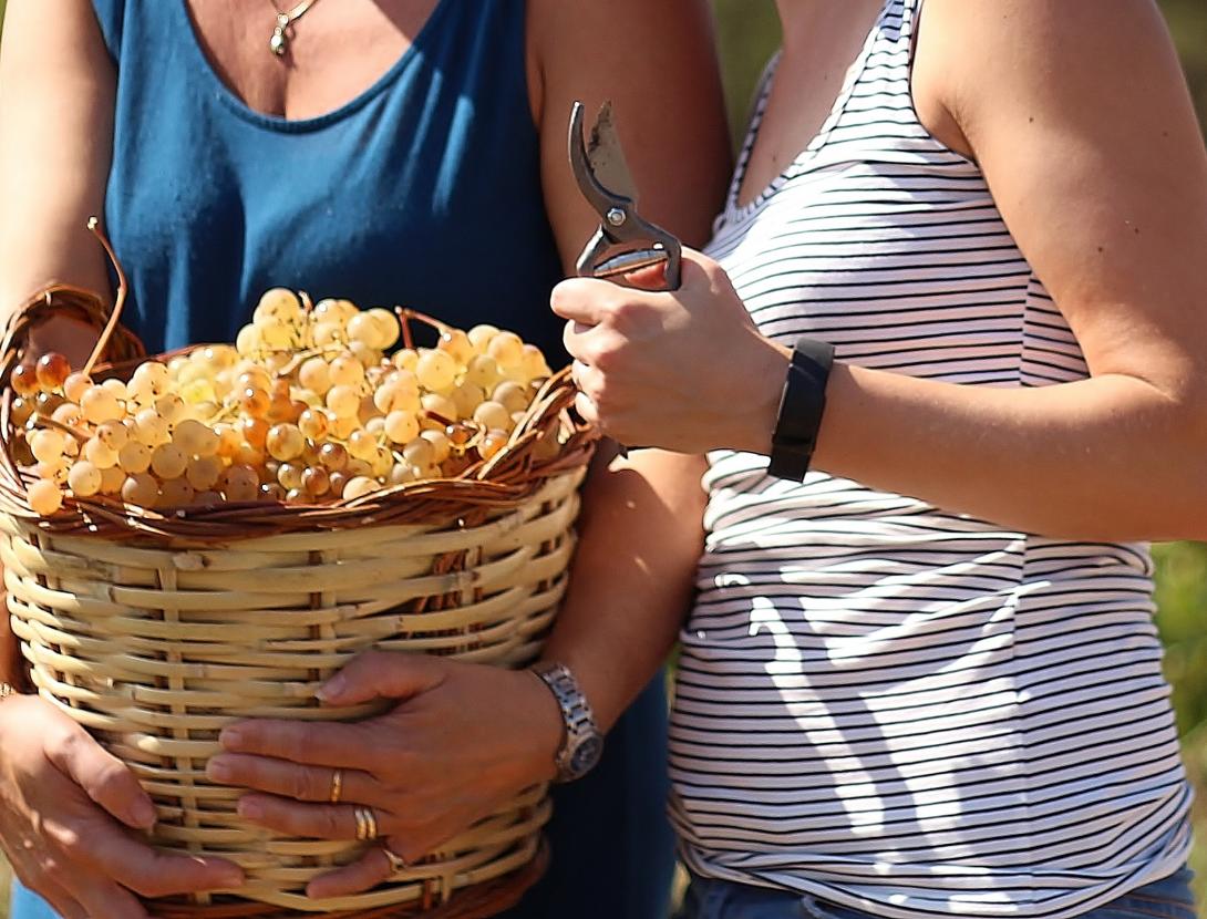 cistell de raïms.jpg