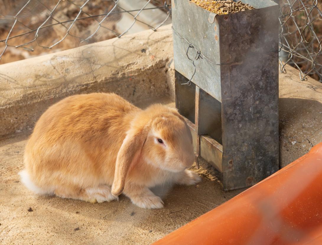 Corral Nadalenc a "L' Enrajolada"