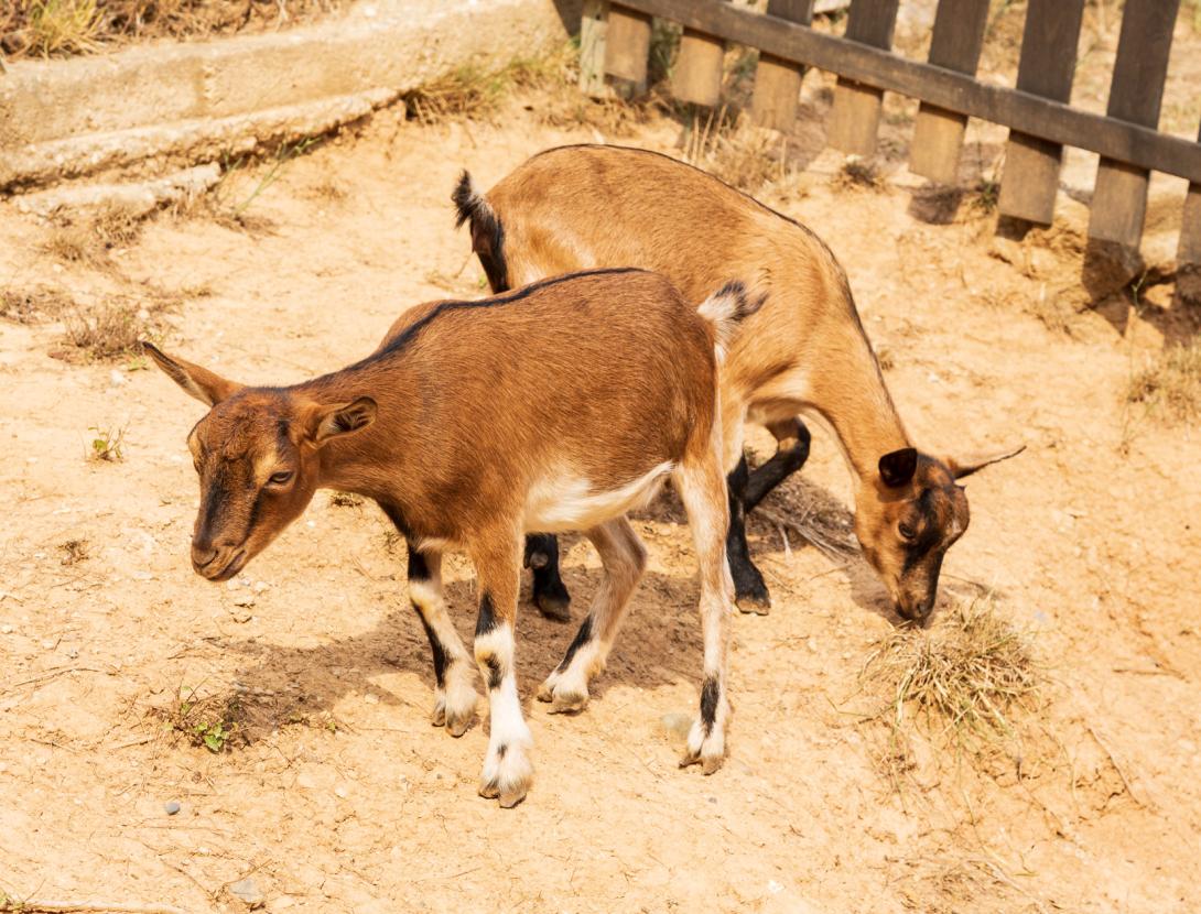 Corral Nadalenc a "L' Enrajolada"