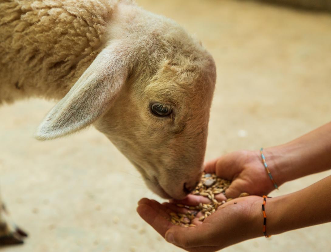 Corral nadalenc a "L' Enrajolada"