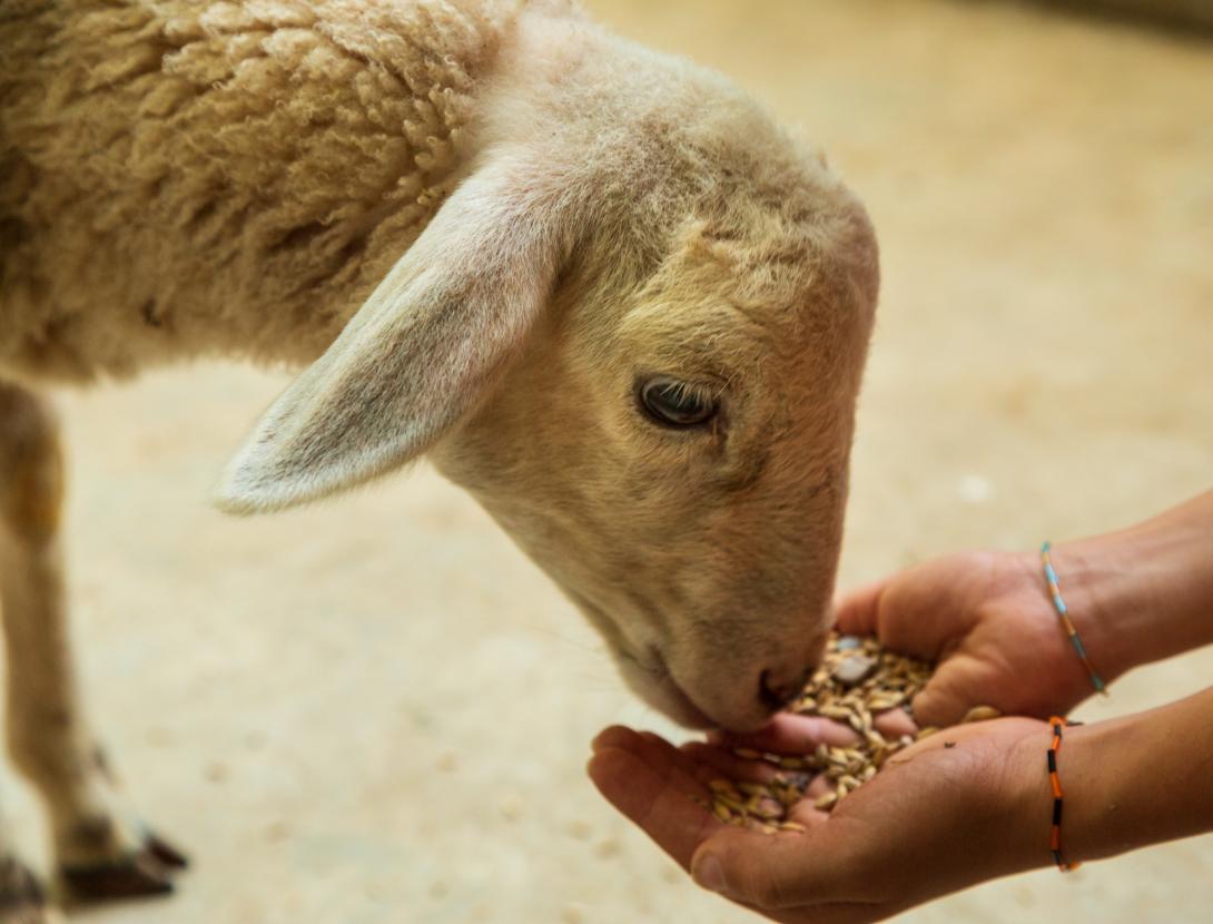 Corral nadalenc al jardí de &quot;L' Enrajolada&quot;