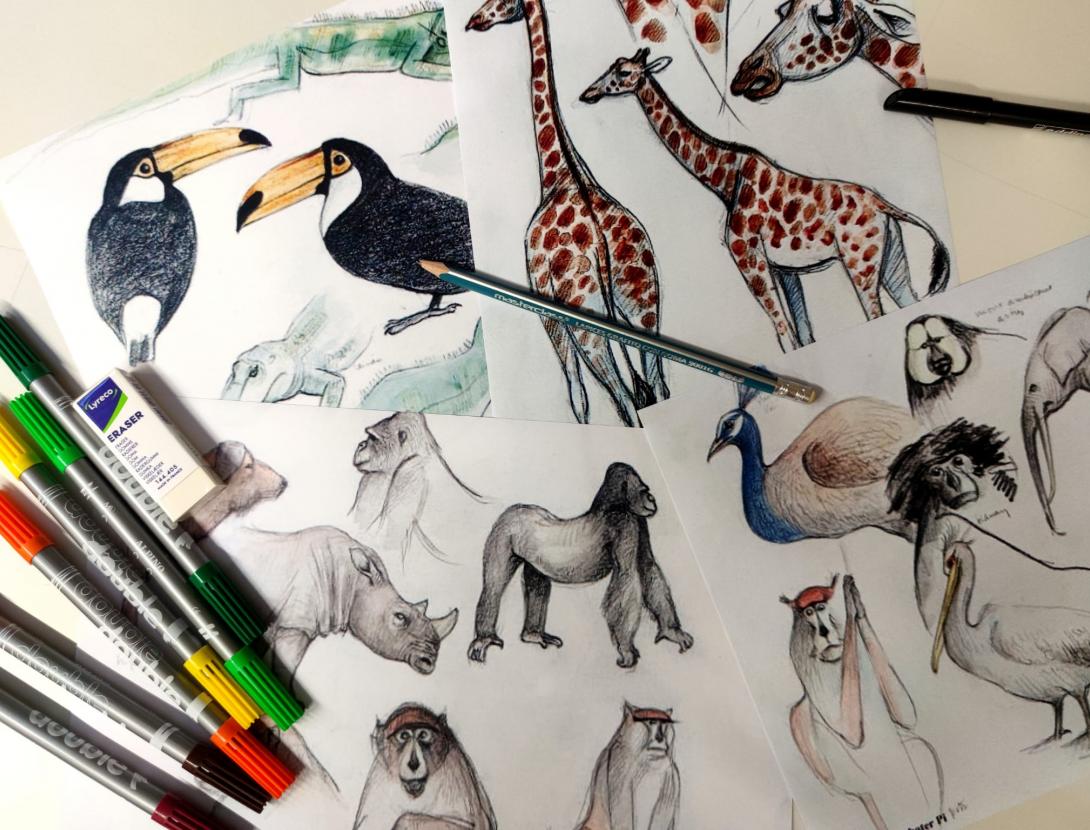 CreArt: Dibuixos naturalistes inspirats en l'obra de Jordi Sabater i Pi