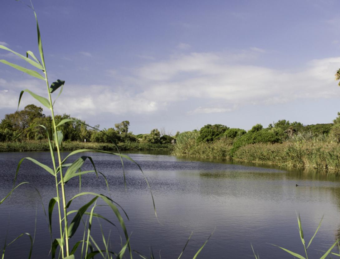 delta del remolar, viladecans oci i turisme.jpg