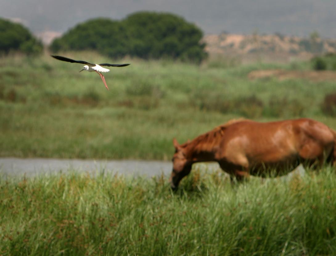 delta llobregat remolar - m costa.JPG