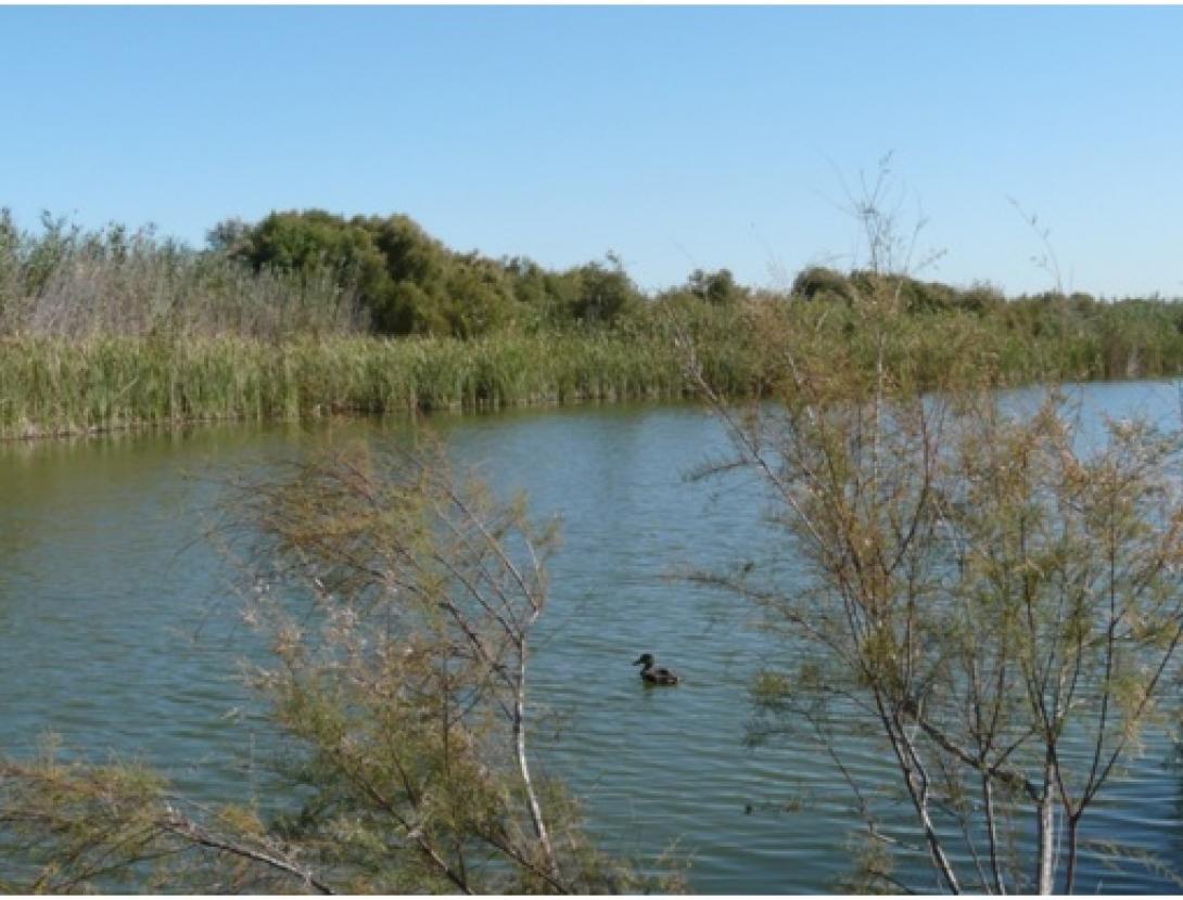 DIA MUNDIAL DELS OCELLS A CAN DIMONI