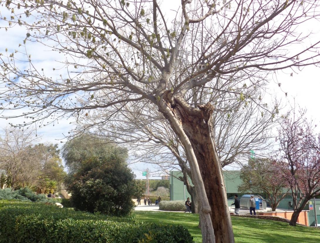 El Parc de Can Mercader. Una passejada pel jardí romàntic.