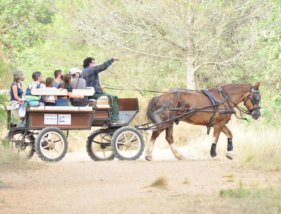 PELS BOSCOS DEL BAIX EN CARRUATGE