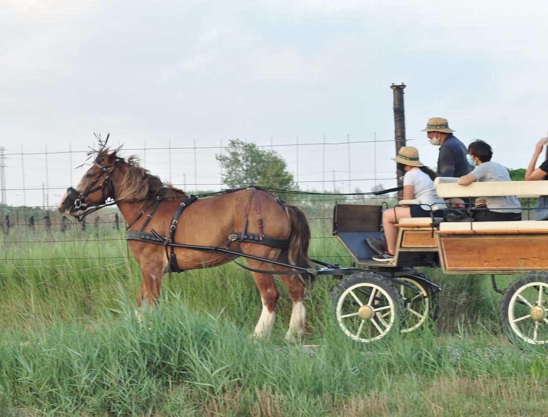 Un passeig diferent en carro