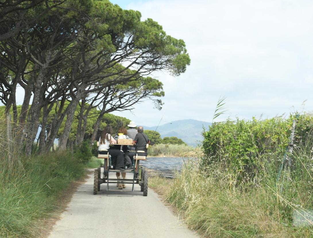 CONNECTA AMB LA NATURA AL RITME DELS PEDALS Ruta familiar en bicicleta i carruatge de cavall pel Delta de Viladecans