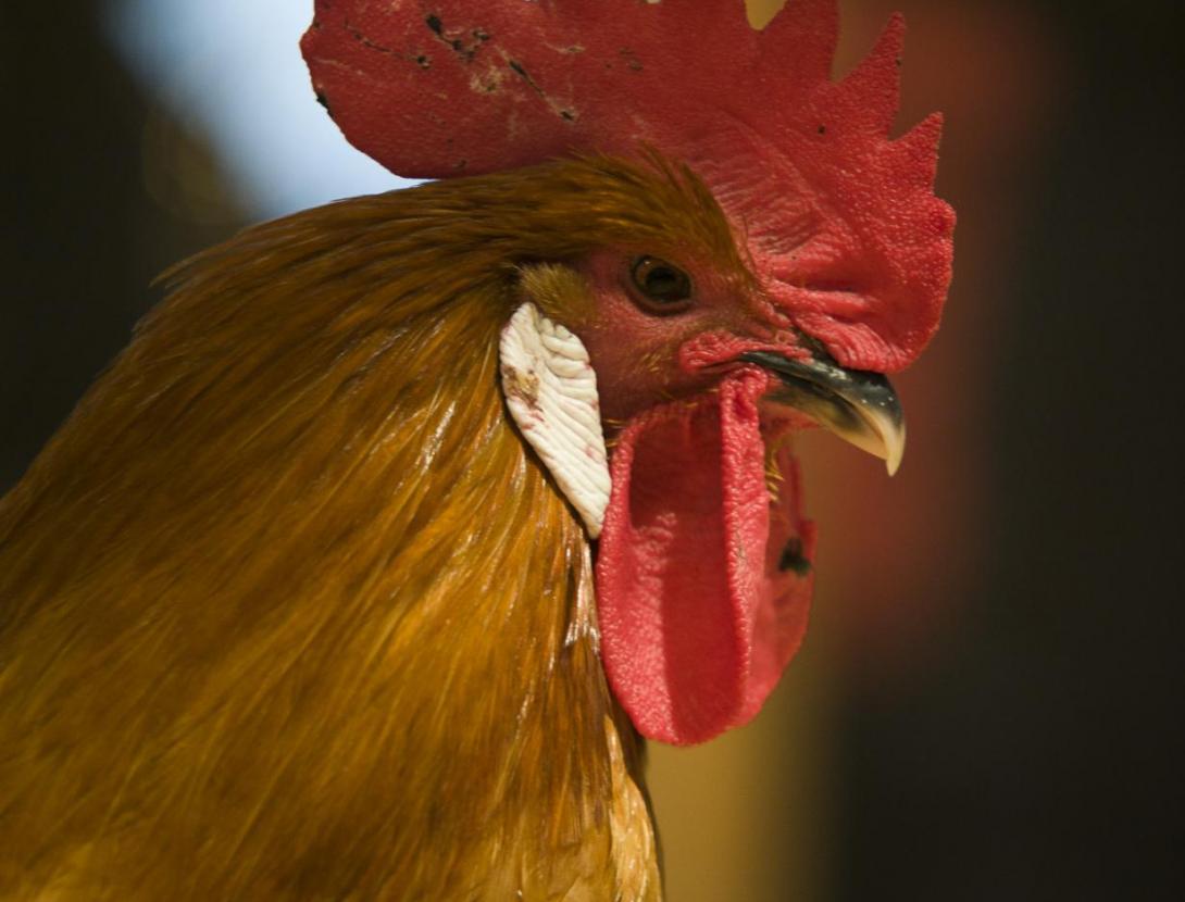 Fira Avícola de la Raça Prat