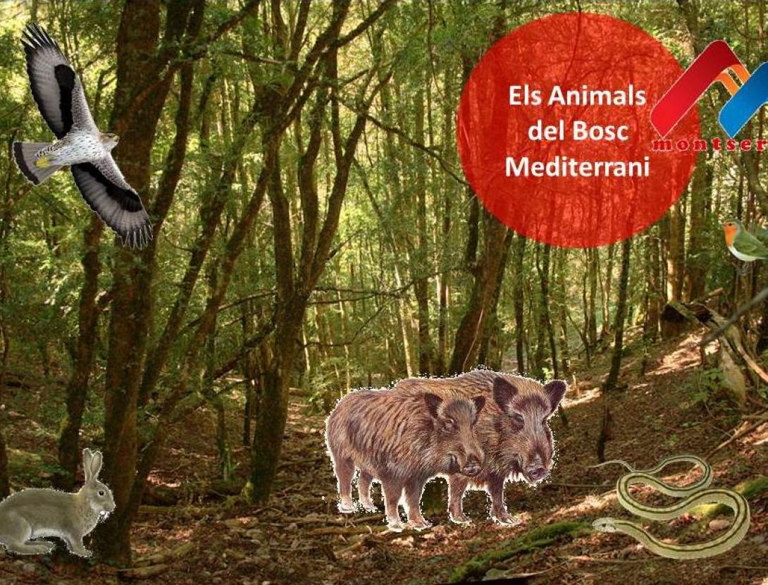 els animals del bosc mediterrano.jpg