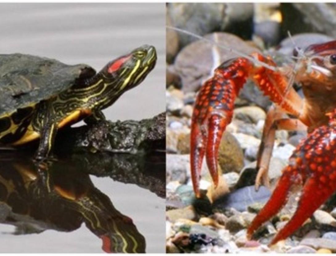 Els invasors al Delta