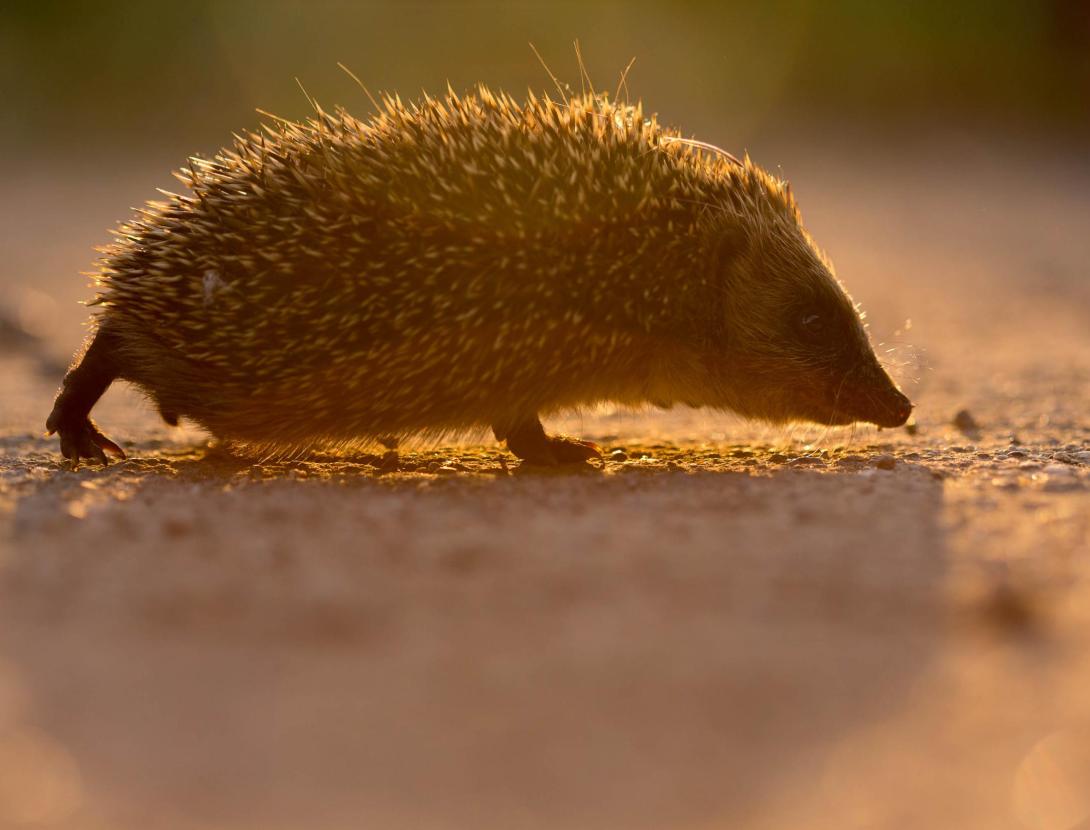 EL PATRIMONI VERD DEL BAIX LLOBREGAT