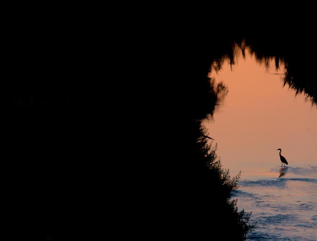 EL PATRIMONI VERD DEL BAIX LLOBREGAT