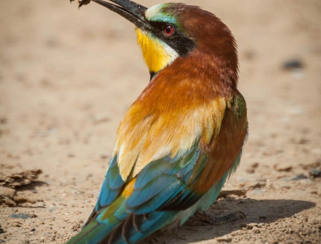 EL PATRIMONI VERD DEL BAIX LLOBREGAT