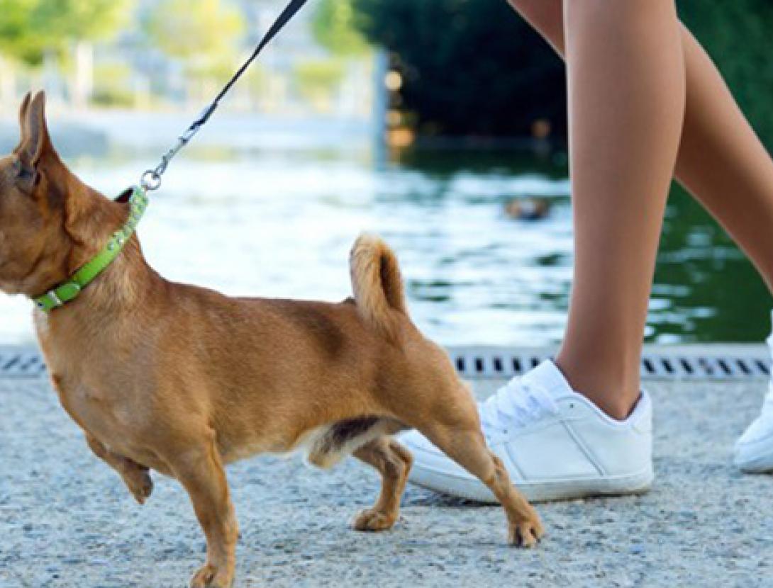 ensinistrament gossos_turisme.jpg