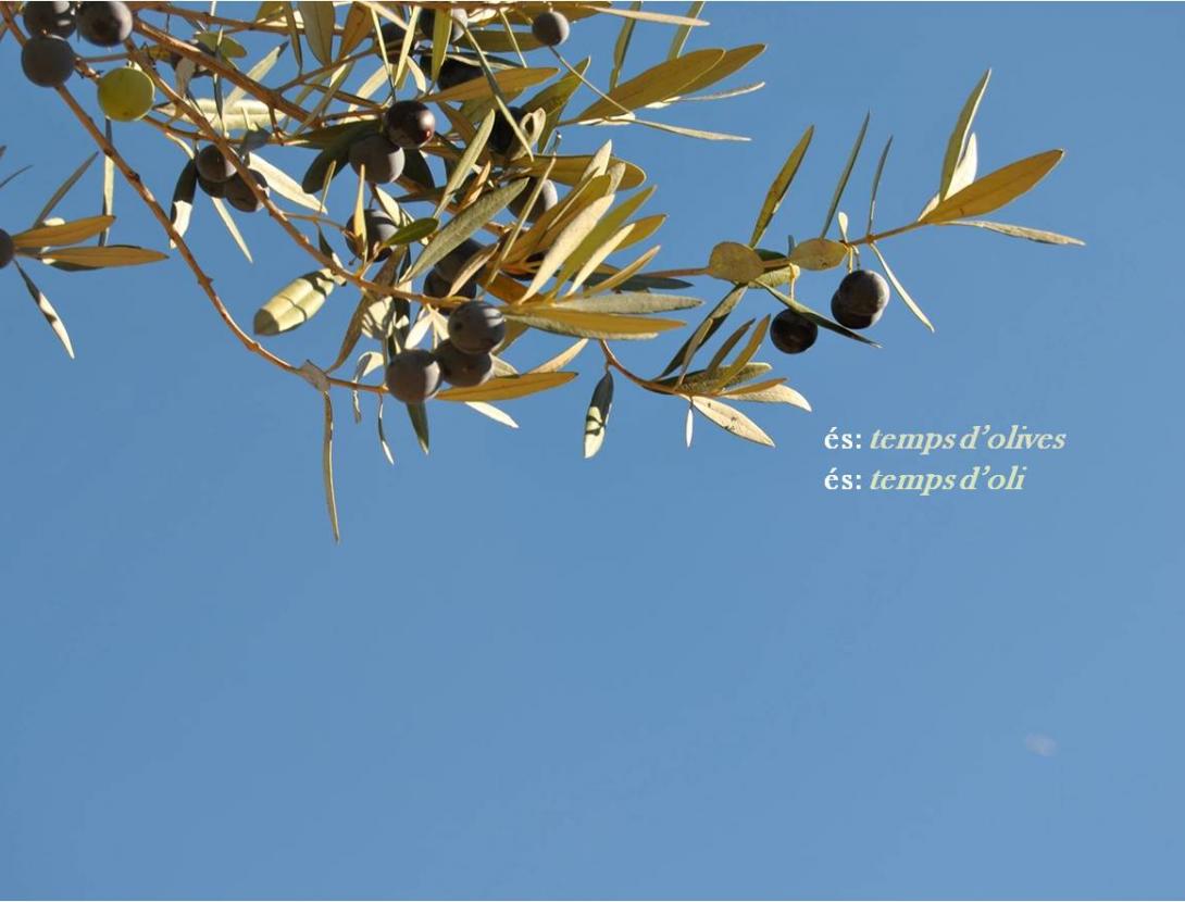 ÉS TEMPS D'OLIVES 2018