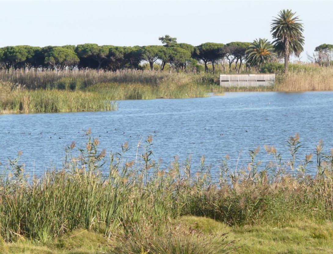 VisitaGuiadaEspaisNaturalsRiu_Jornada de descoberta_Espais Naturals Delta del Llobregat