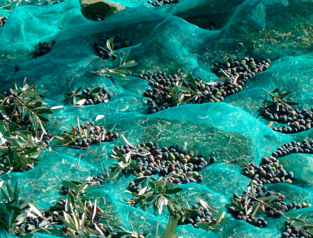 És temps d'olives, és temps d'oli