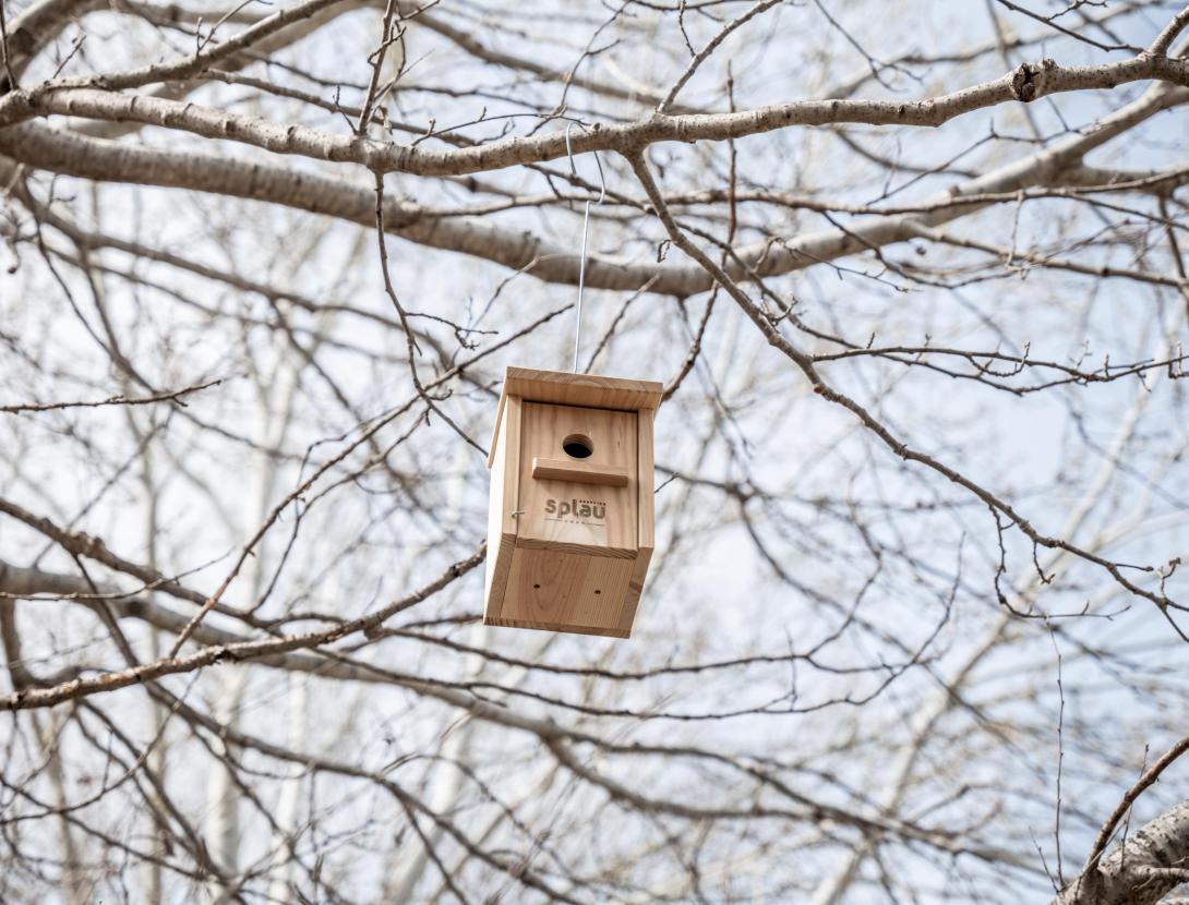 Splau col·labora en la 10a edició de la Festa del Riu amb activitats d’esport, natura i reforestació