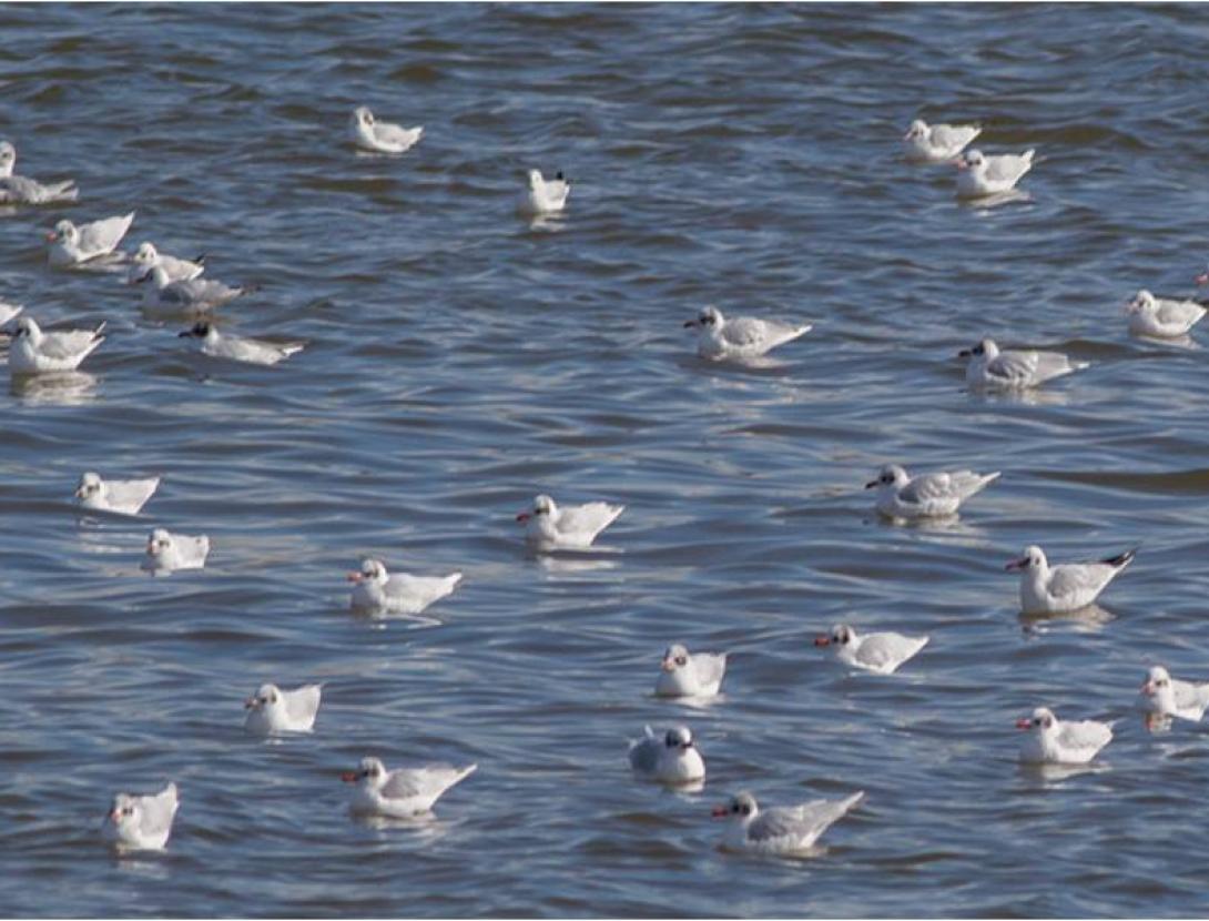 Sortida de camp d’identificació de gavines