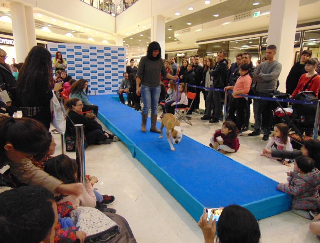 Gossos busquen casa.jpg