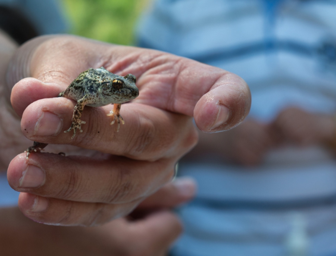 Visita guiada a l’Entorn Forestal de Sant Boi: Els animals