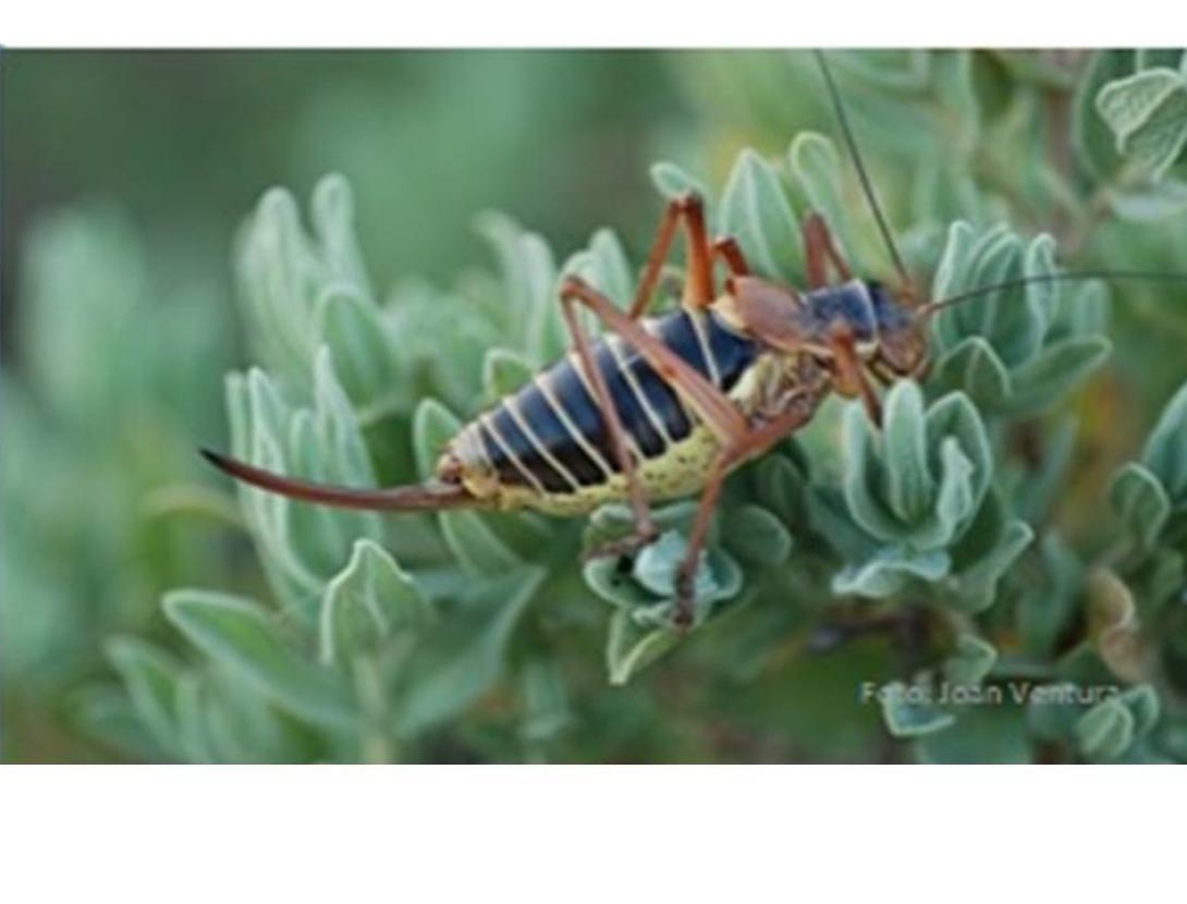 Dia dels grills i els saltamartins