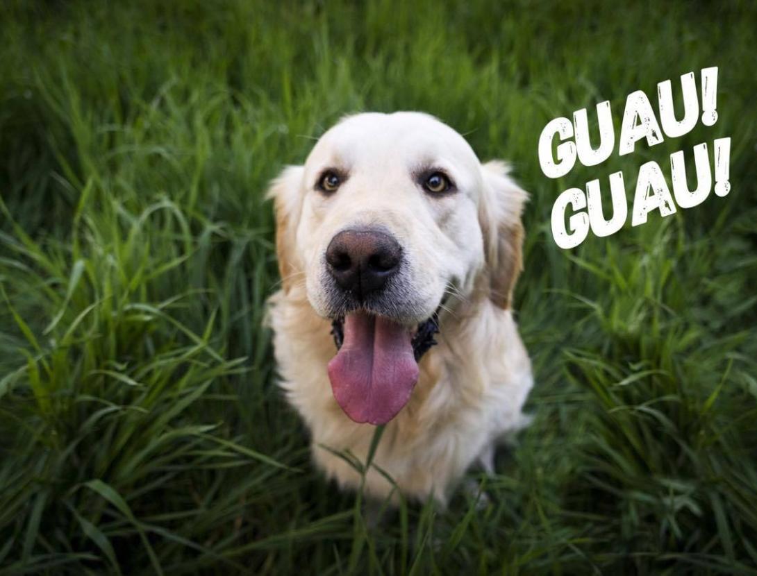 GUAU!