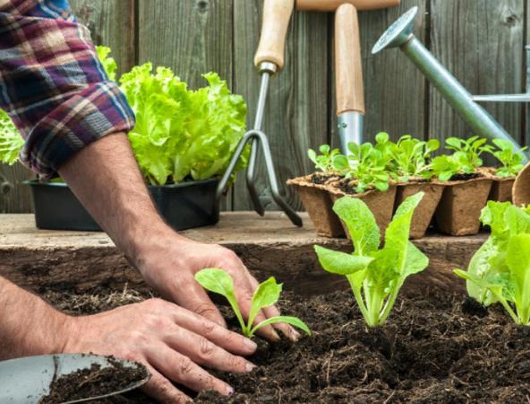 Huerto-ecológico-en-casa.jpg