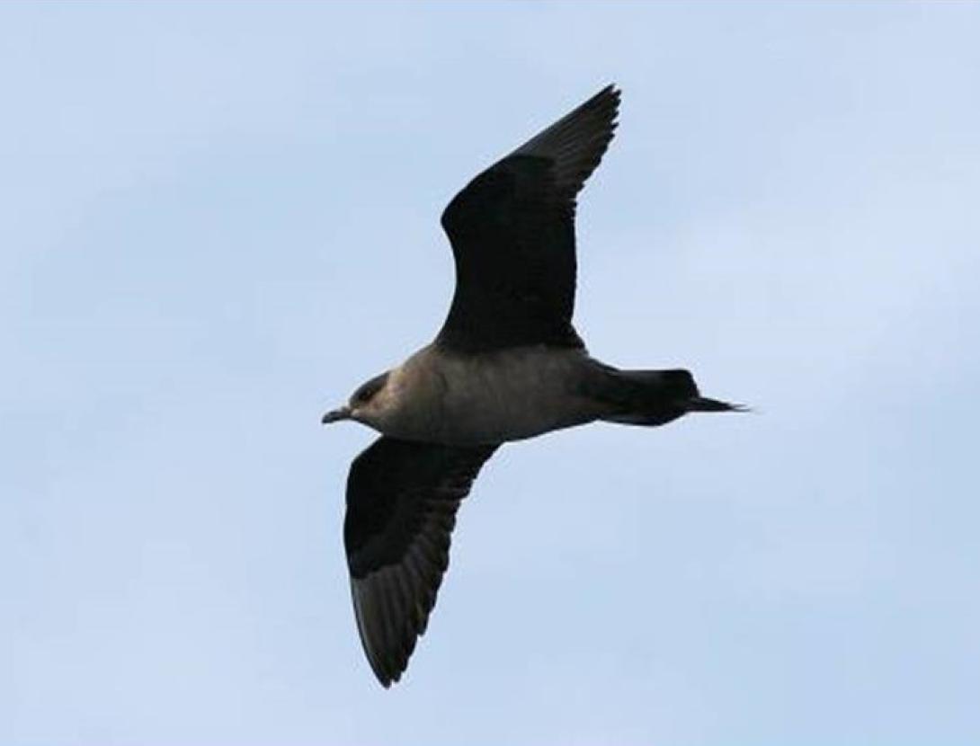 Identificació d’aus marines