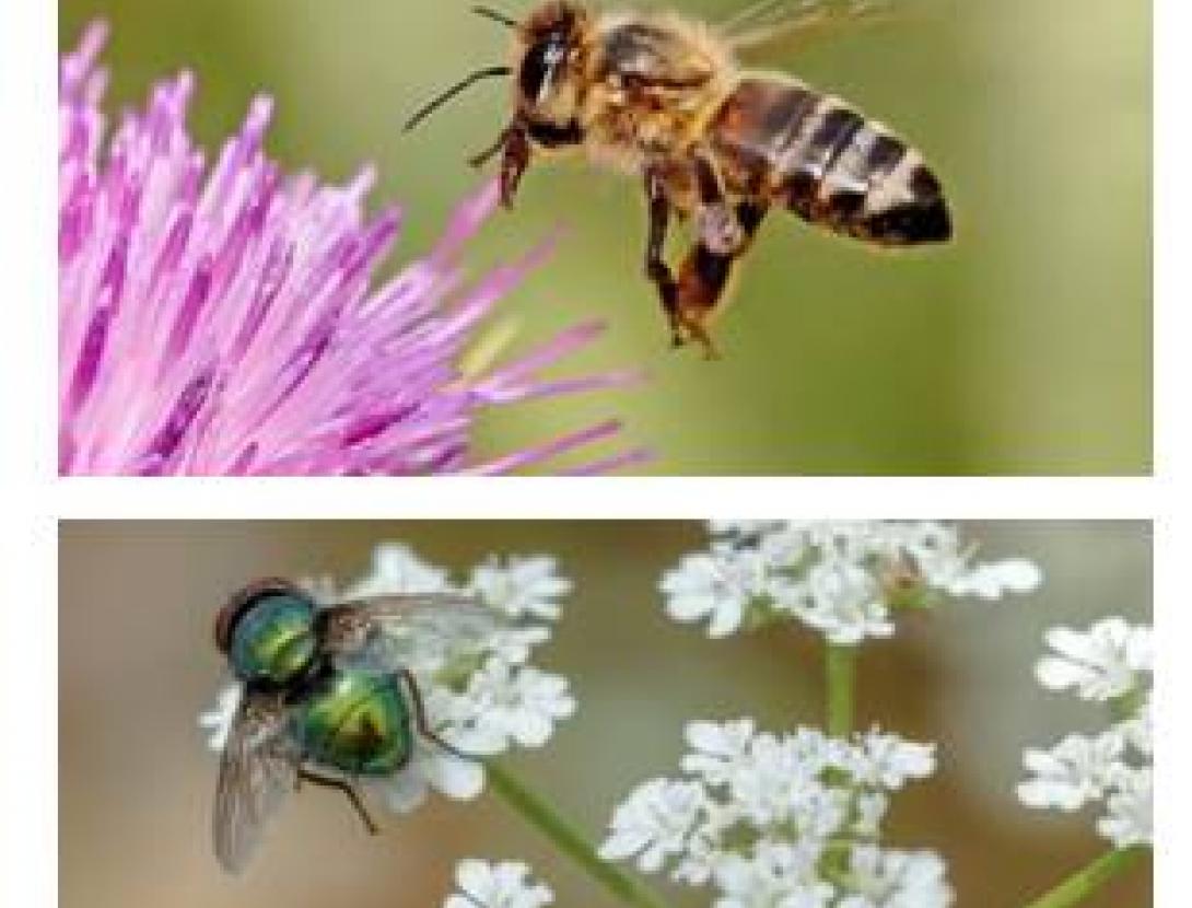 Brunzits. Espais Naturals del Riu. Delta Llobregat. abelles. formigues. libèl·lules. pregadeus. saltamartins.