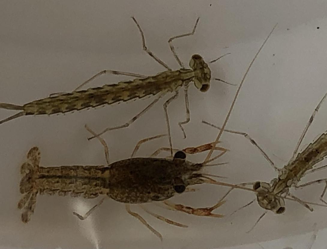 Inspecció del riu Anoia a Martorell