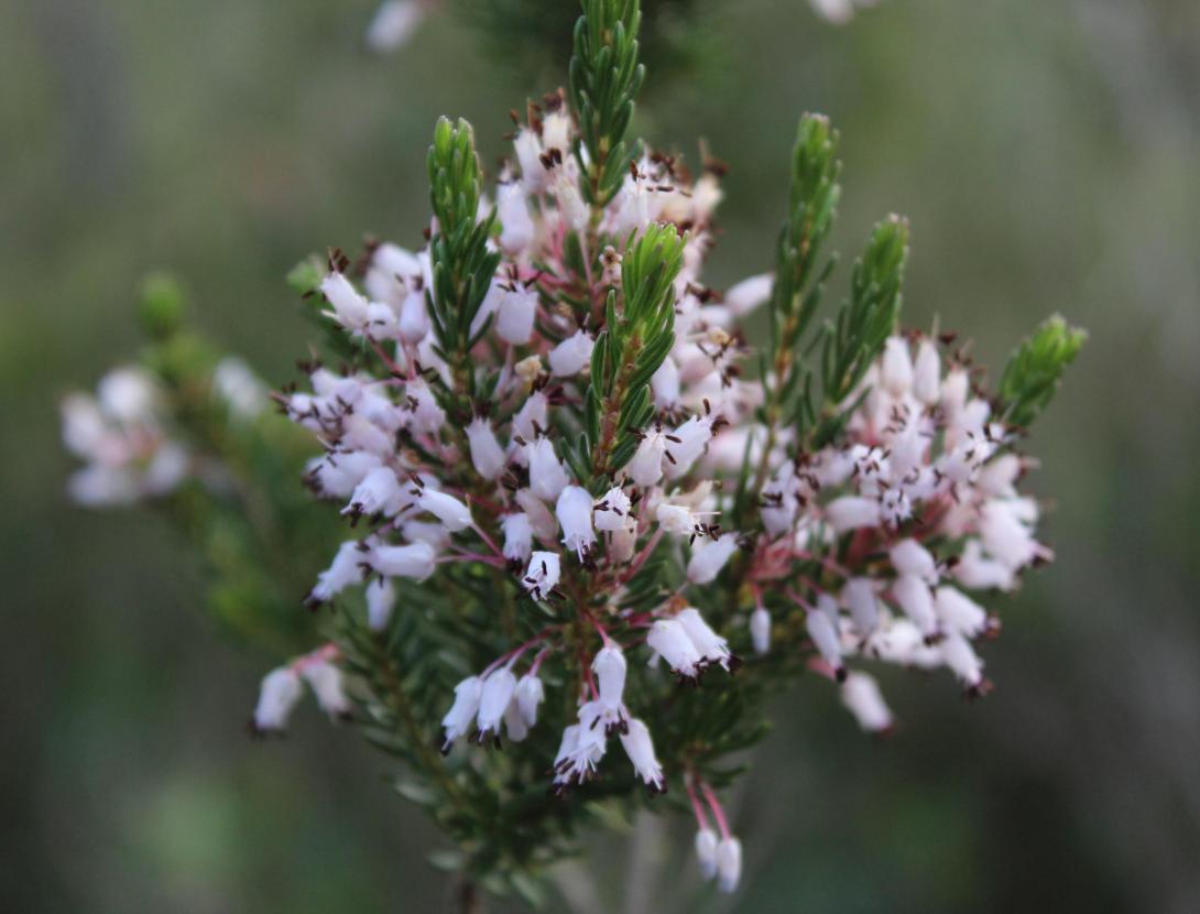 Taller d’olis amb plantes remeieres