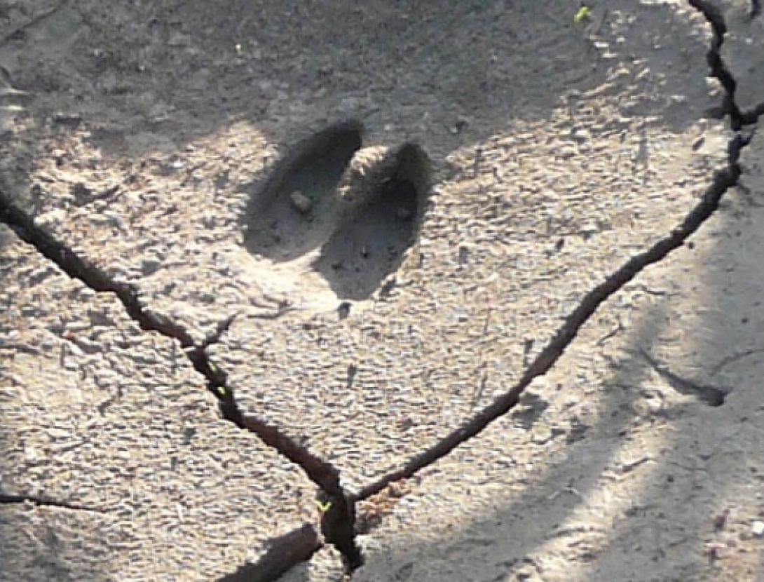 Jugateca: La fauna secreta del parc