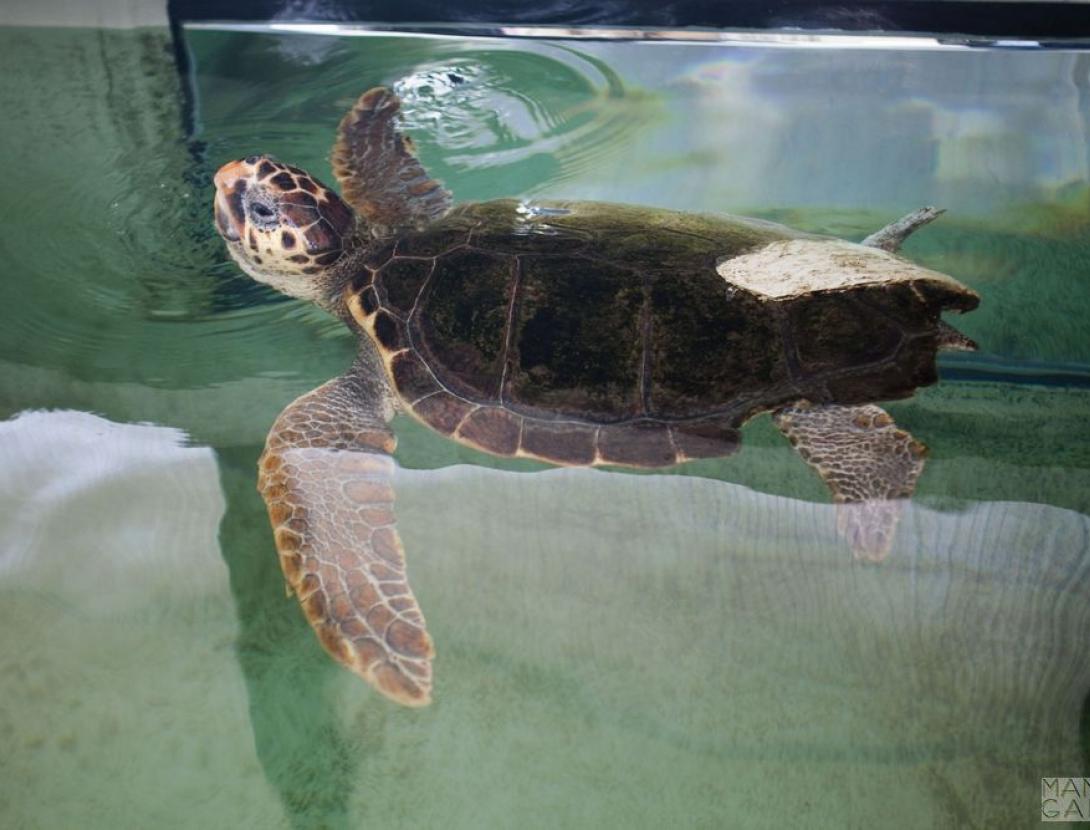 INAUGURACIO CRAM.jpg