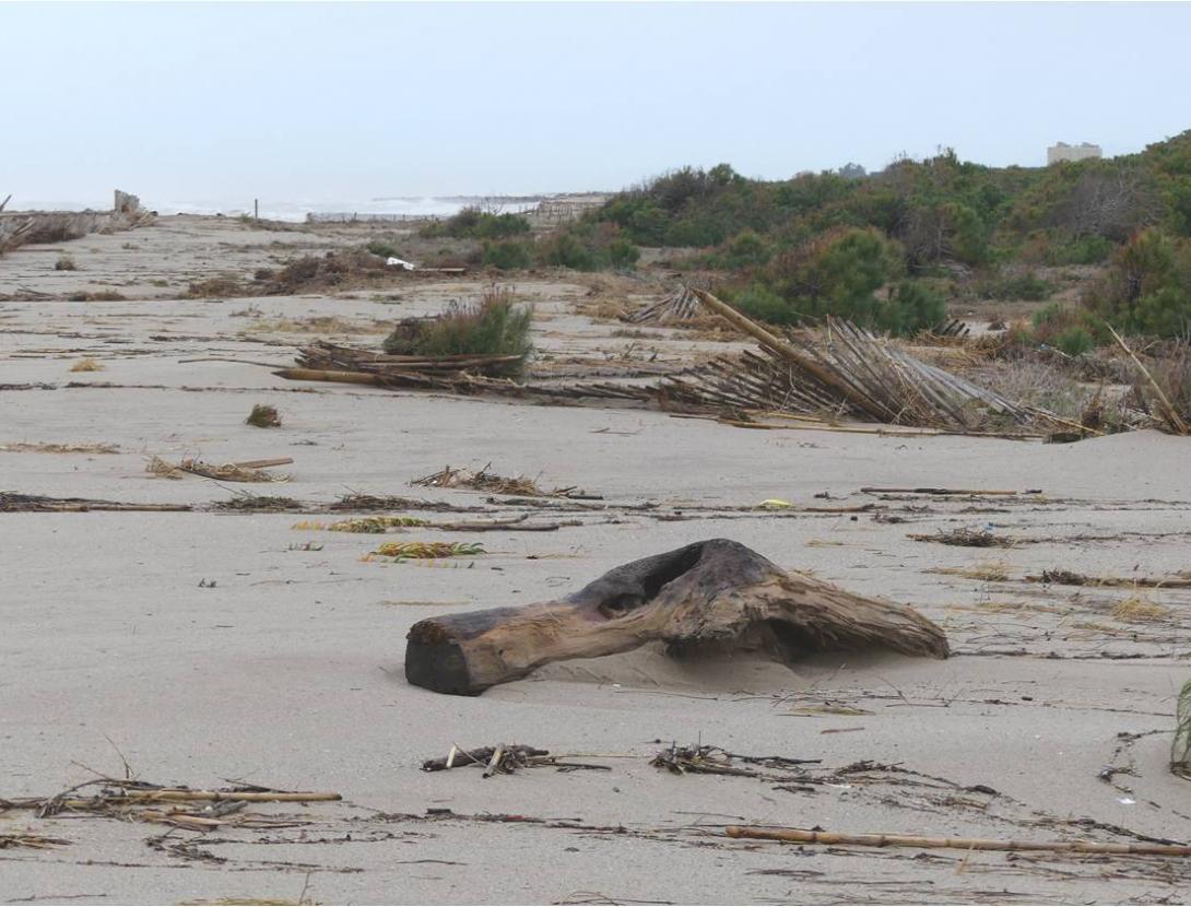 Netegem la platja del Remolar