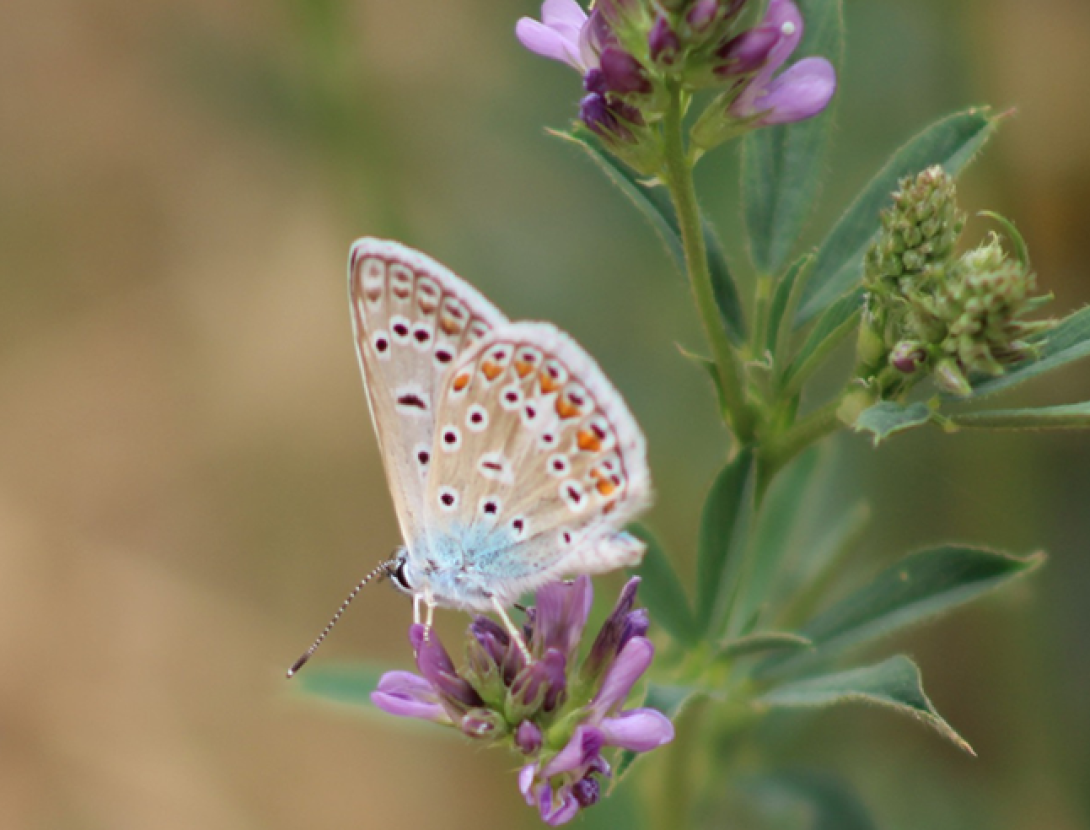 Taller "Dia de les papallones"