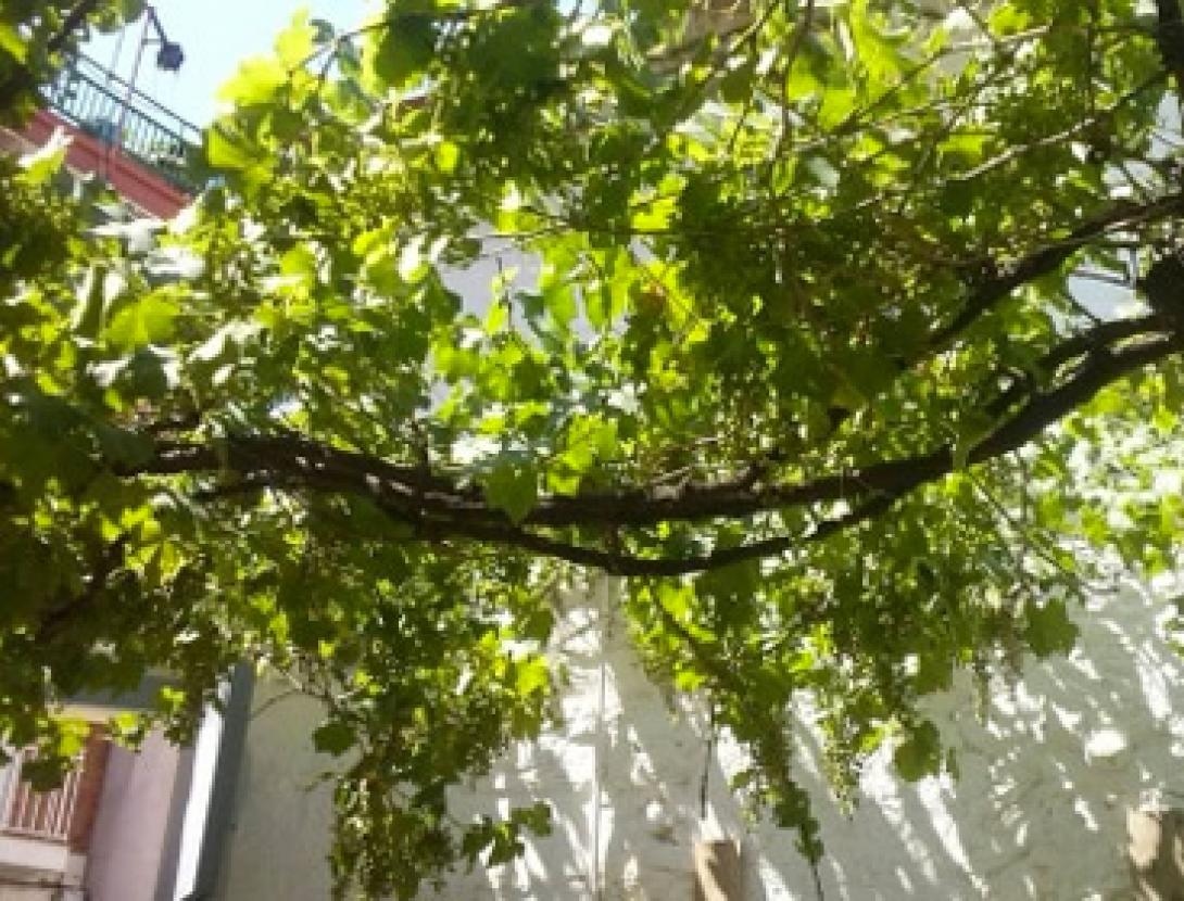 la vinya dels desitjos.jpg