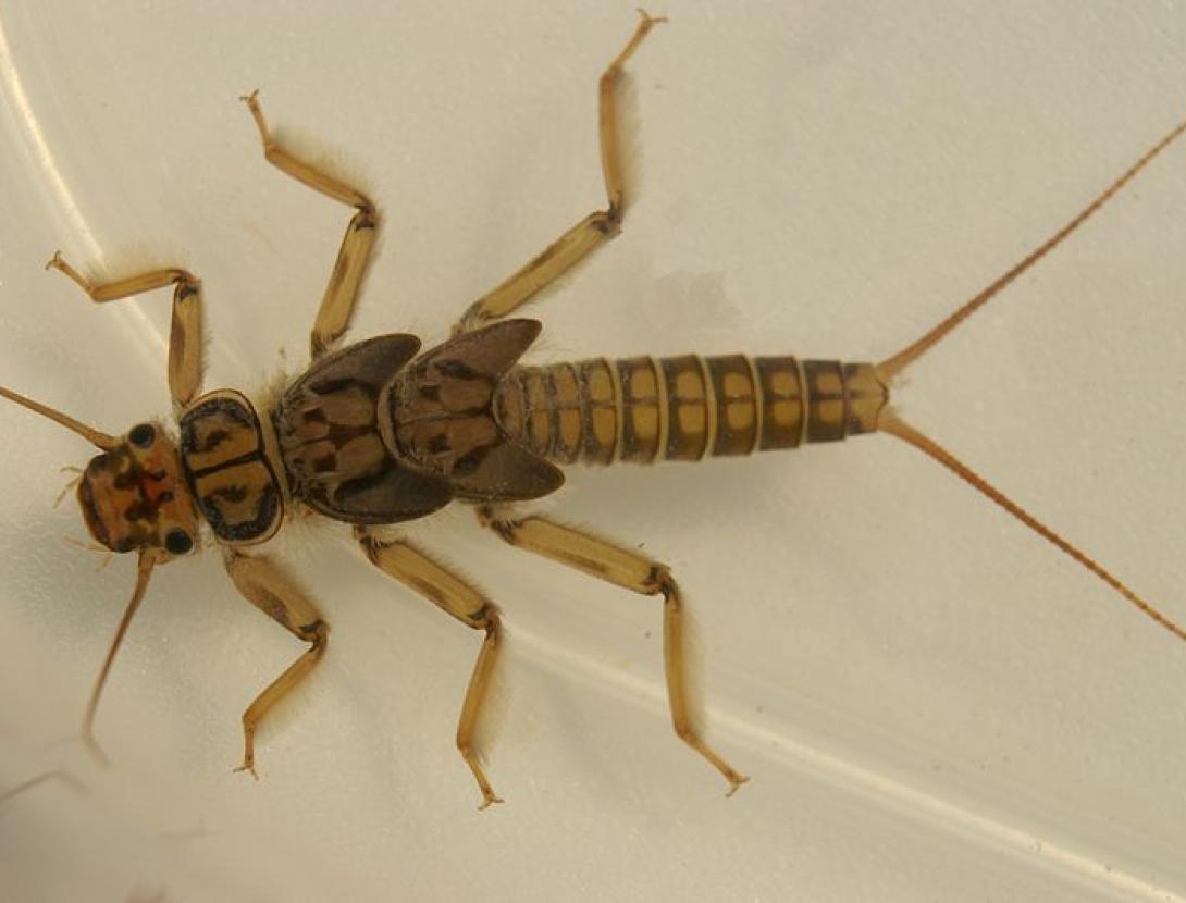 Inspecció del riu Anoia a Martorell