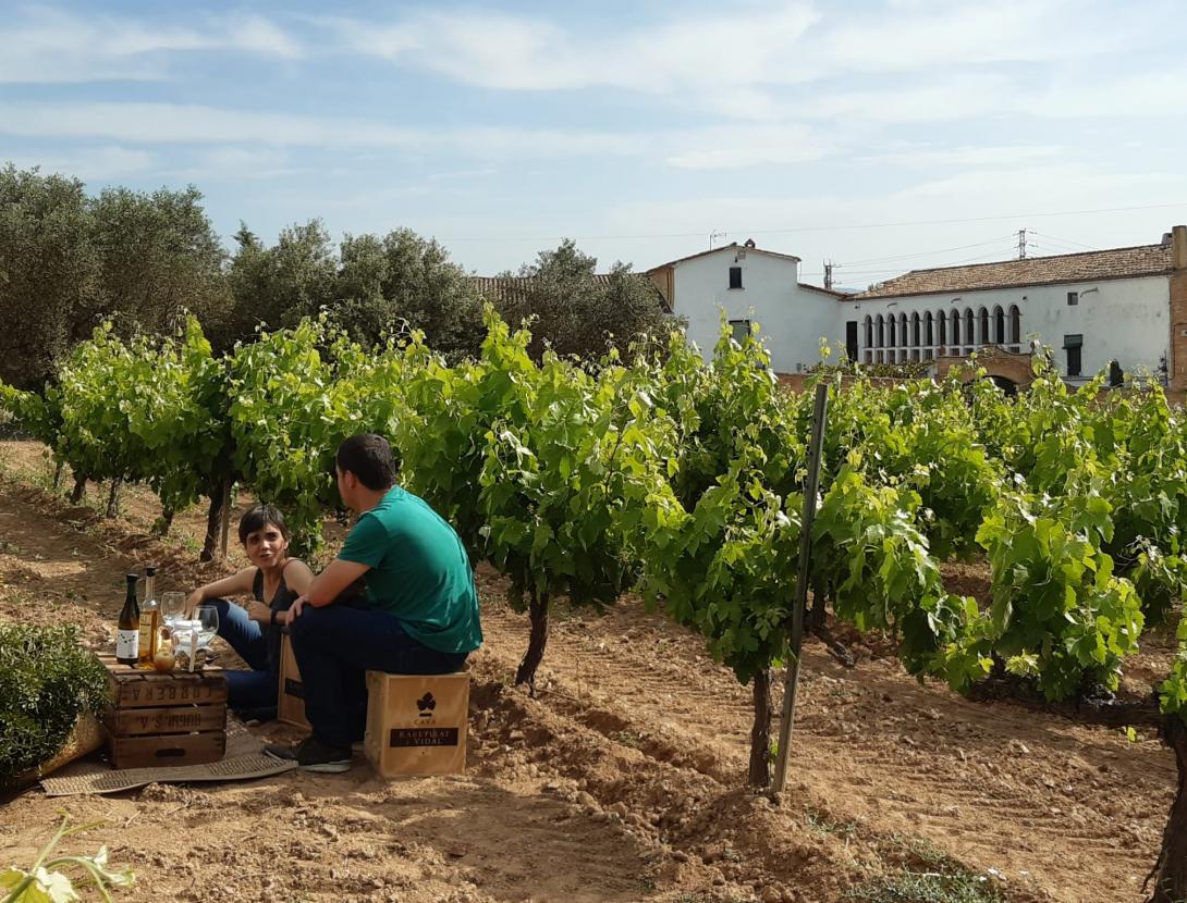 Pícnic entre vinyes