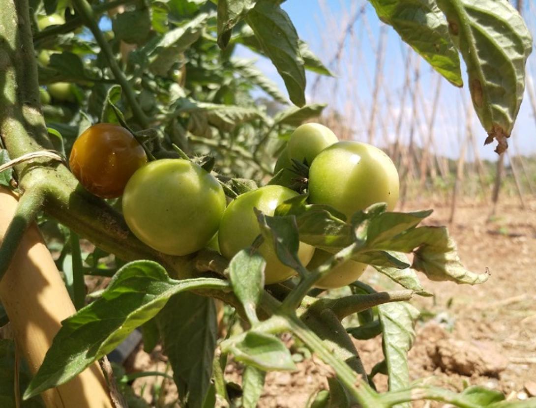 Fem de pagès per un dia a Can Calopa
