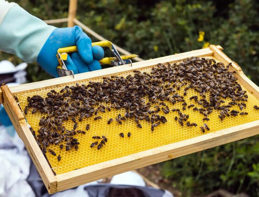 Visita guiada a l’apiari de Can Salat