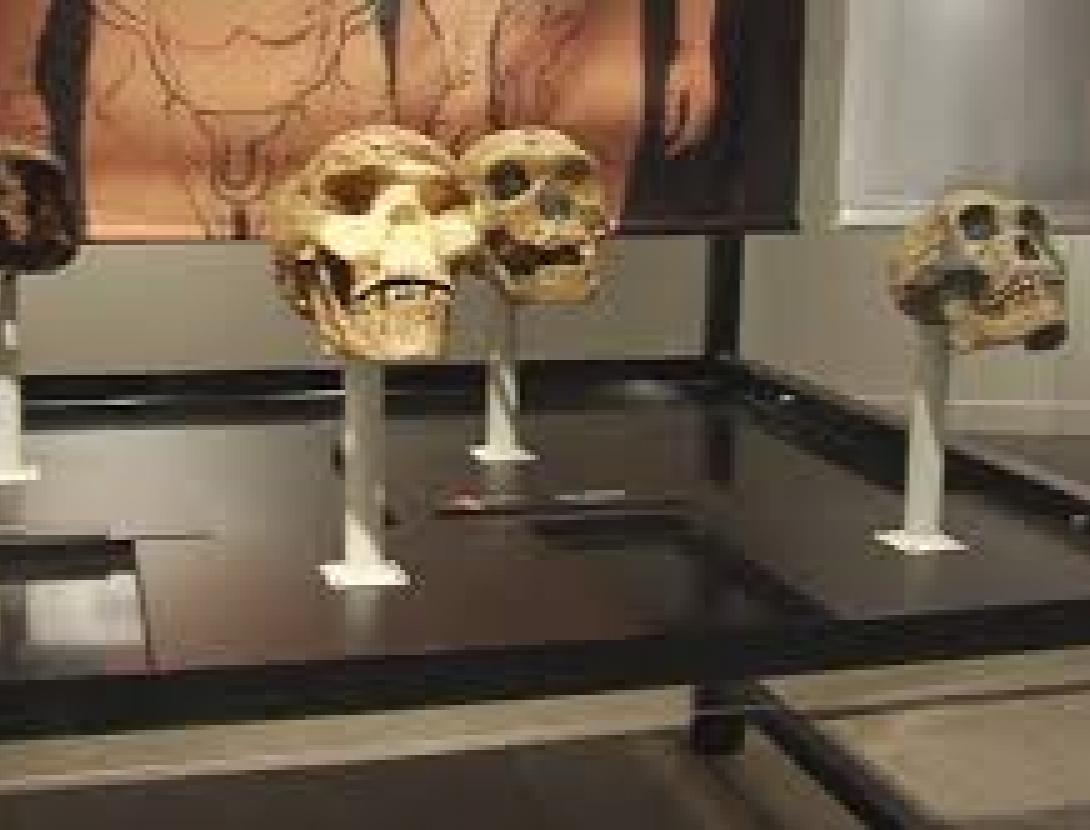 NEANDERTALS_EXPO1.jpg