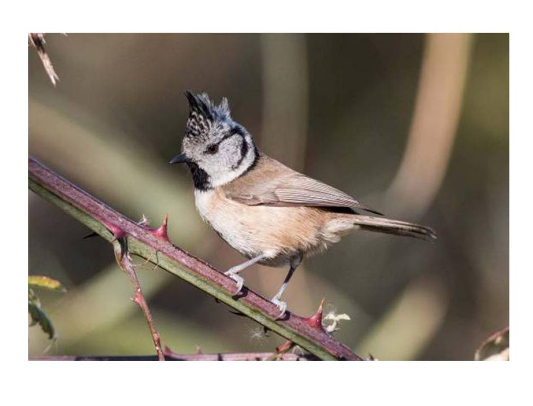 Observació d’ocells forestals